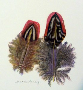 2 FEATHERS color pigment pencil 14x15 in. Artist