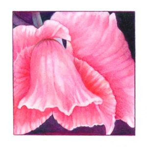 GLADIOLA FRAGMENT color pigment pencil 13x13 in. Artist