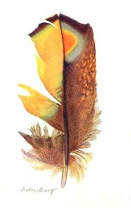 GOLDEN FEATHER color pigment pencil 12x8 in. Archives