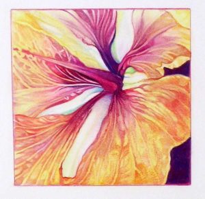 HIBISCUS FRAGMENT color pigment pencil 11x11 in. Artist