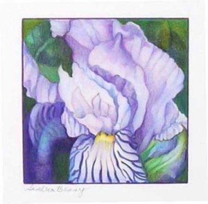 IRIS DETAIL color pigment pencil 10x10 Artist