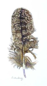 OWL FEATHER color pigment pencil 14x19 in. Archive
