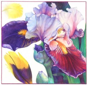 RED-VIOLET IRIS color pigment pencil 15x15 in. Archive